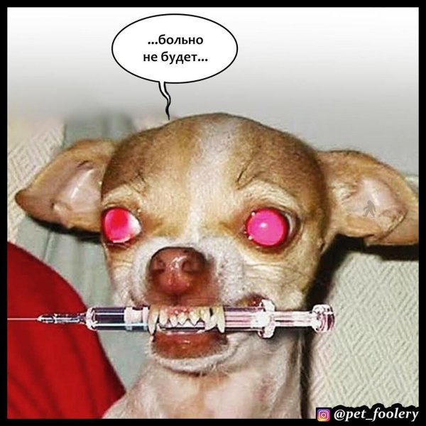 собака наркоман