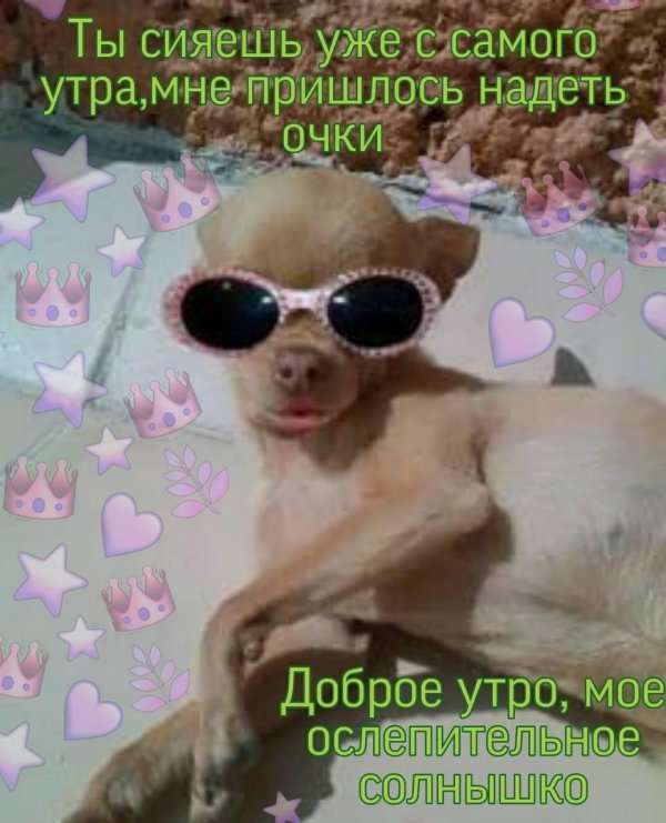 доброе утро с собаками прикольные