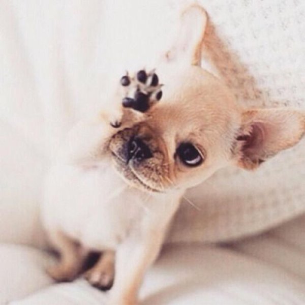 доброе утро чихуахуа