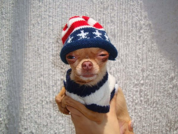 шапка собачка