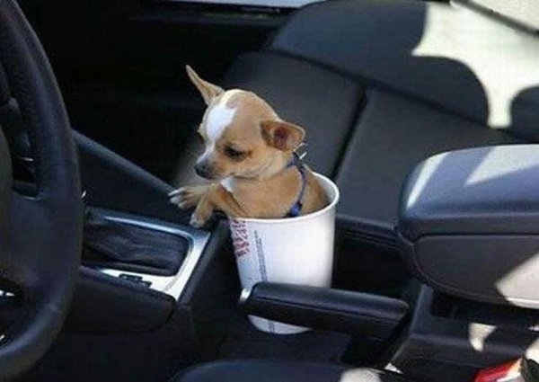собака в машине