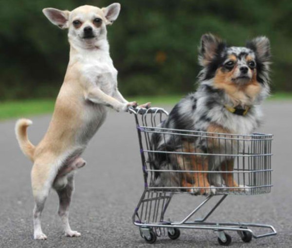 чихуахуа гладкошерстная