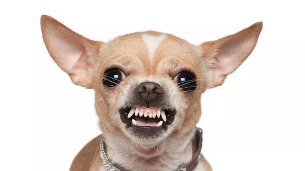 чихуахуа бубу