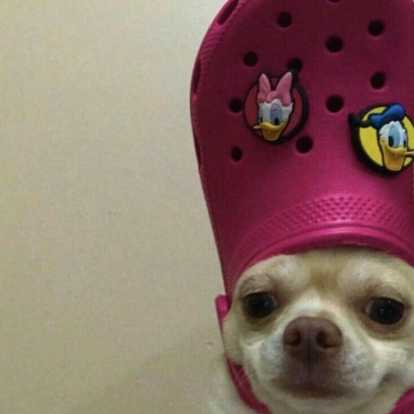 собака с кроксом на голове