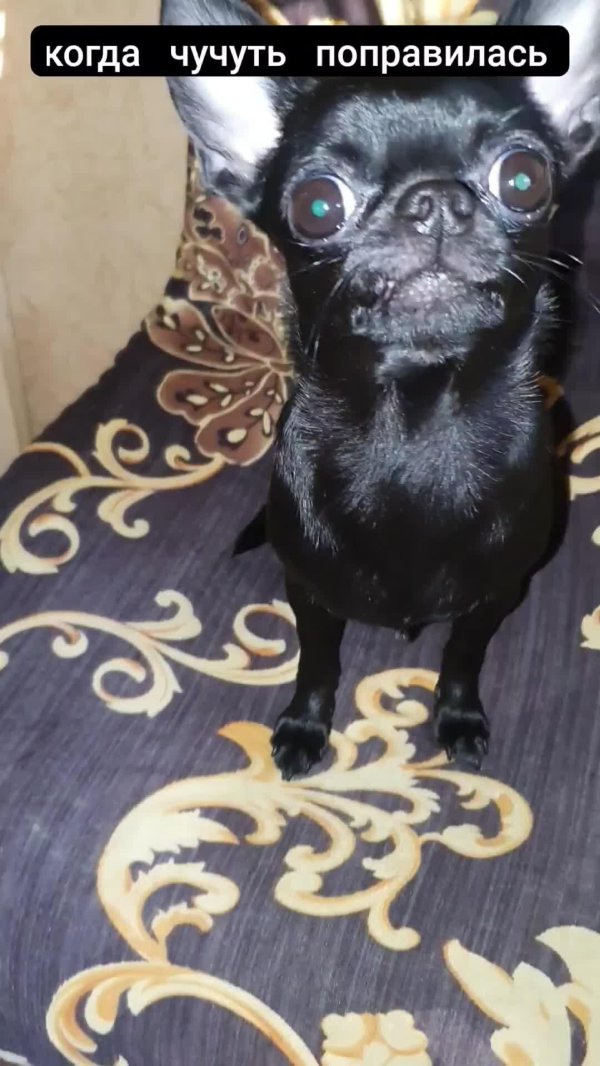 чихуахуа приколы смешные