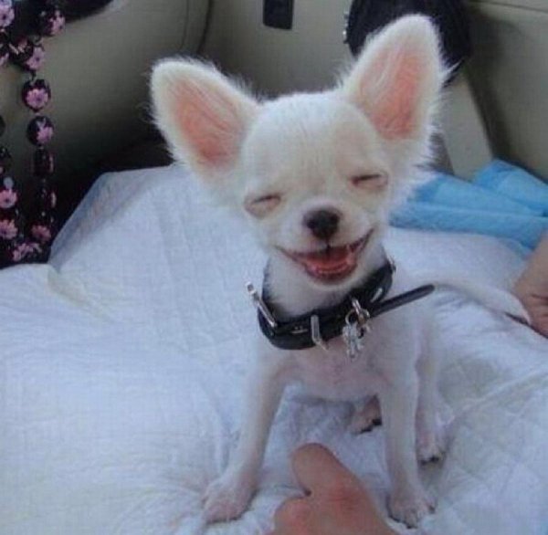 чихуахуа ушастая