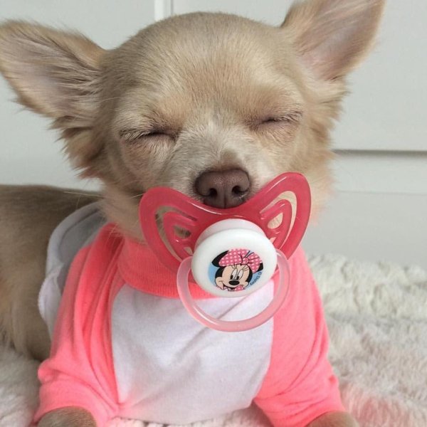 собачка чихуахуа