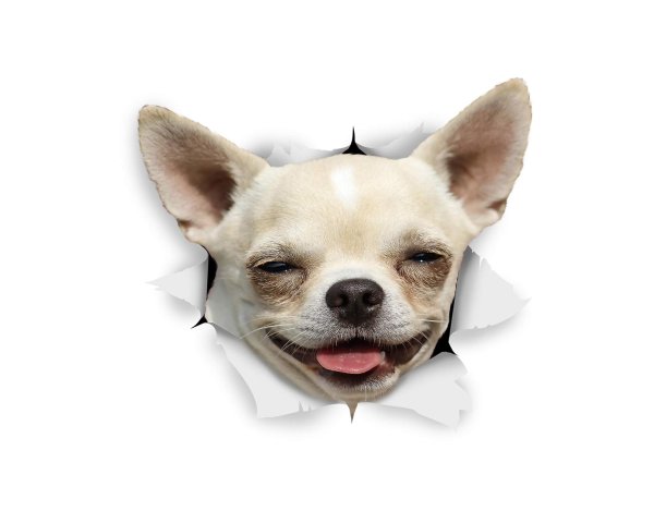 злая чихуахуа