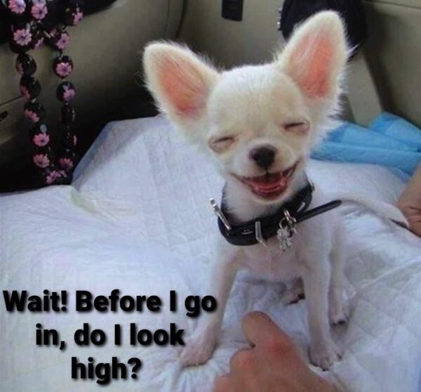 чихуахуа альбинос