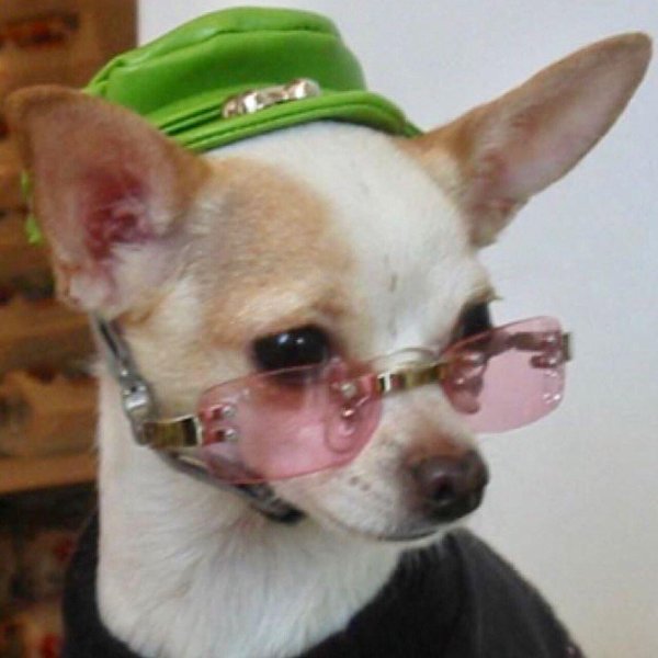 чихуахуа хуа