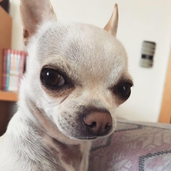 чихуахуа короткошерстная