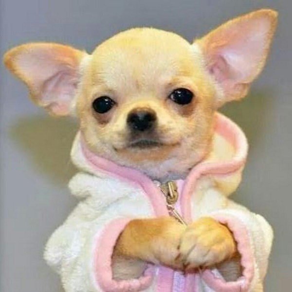 мини чихуахуа