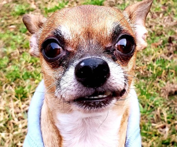 порода чихуахуа