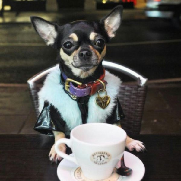 королевский чихуахуа