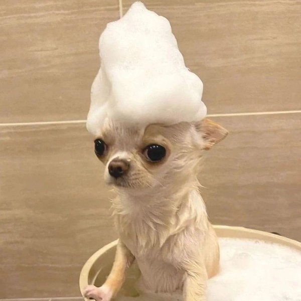 чихуахуа моется