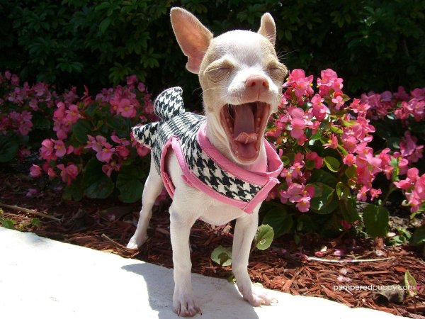 порода чихуахуа