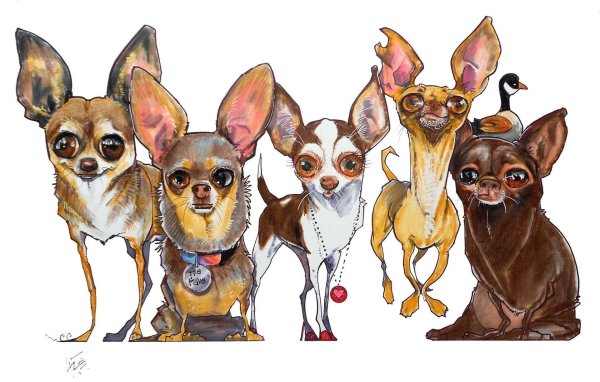 шарж чихуахуа