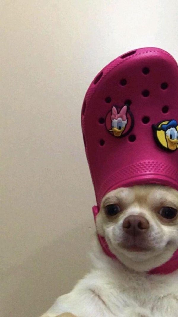 собака с кроксом на голове