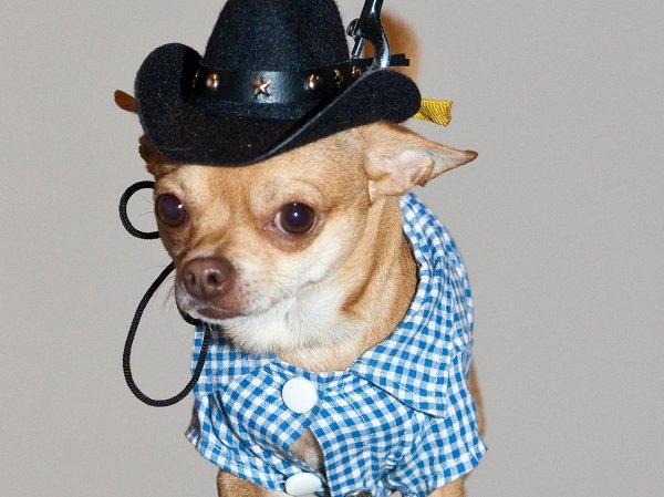 модная собака