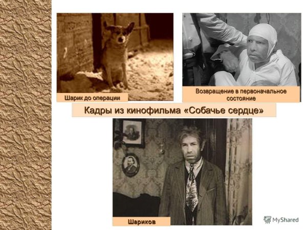 иллюстрации к собачьему сердцу булгакова