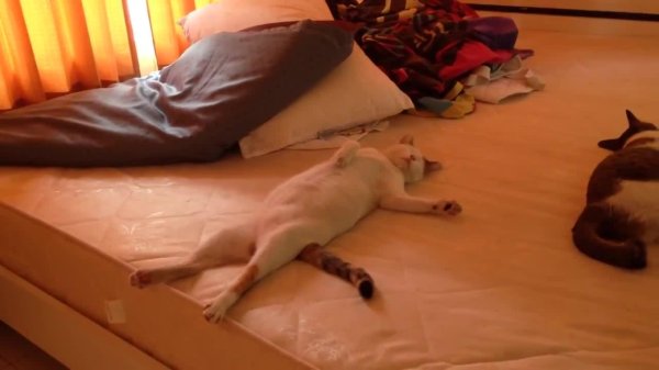 кровать для кошек