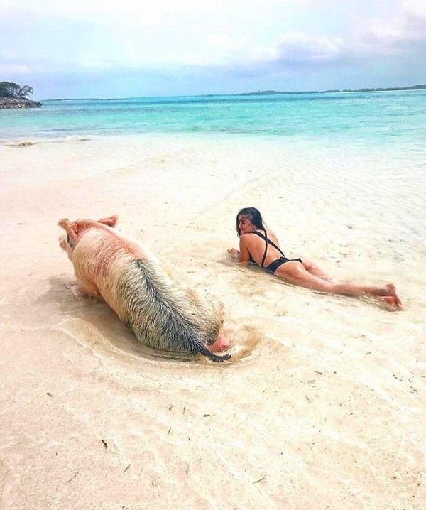 остров пиг бич багамы