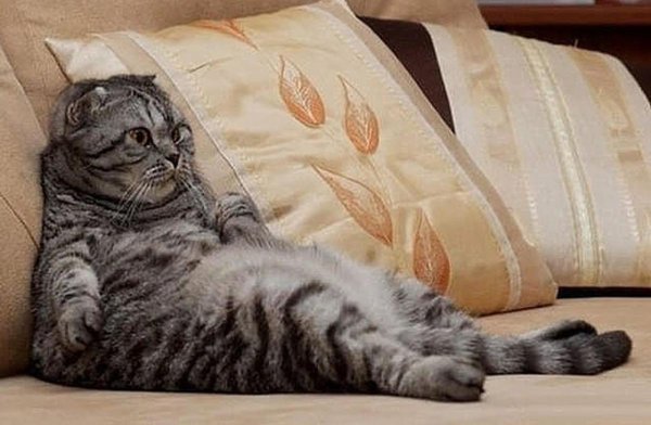 шотландская вислоухая кошка