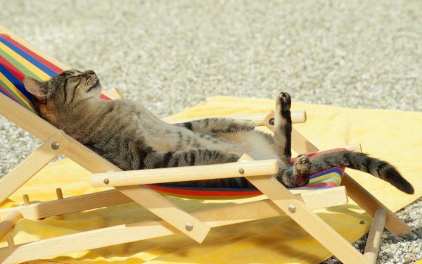 котик в отпуске