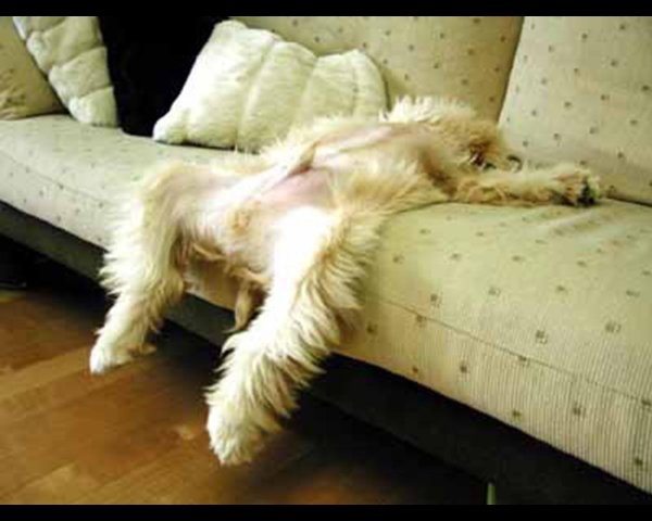 спящие собаки