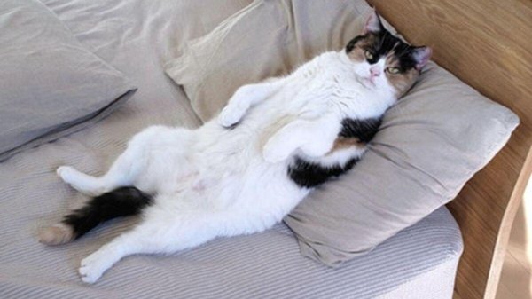 ленивые коты