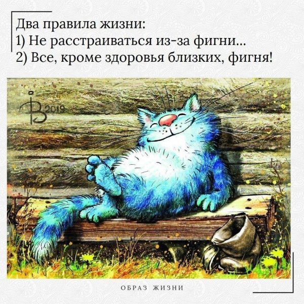 синие коты