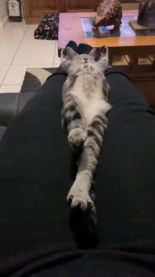 сумасшедшая кошка