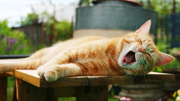 рыжий котенок спит