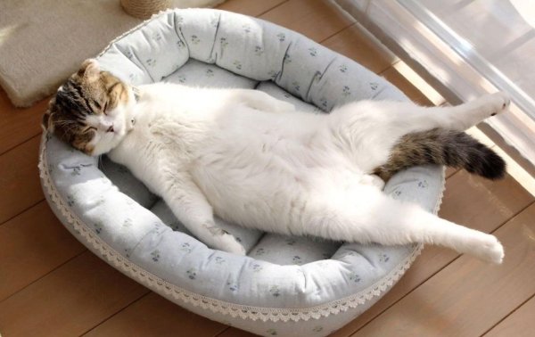 ленивая кошка