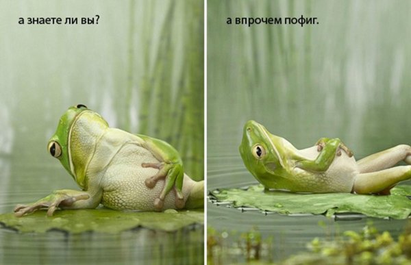 лягушка пофигистка