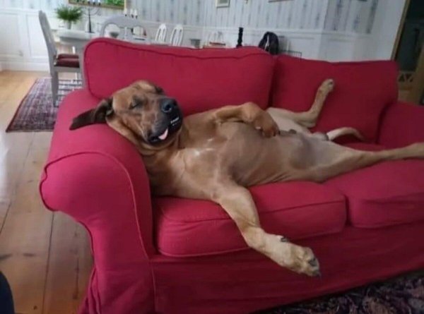 собака устала