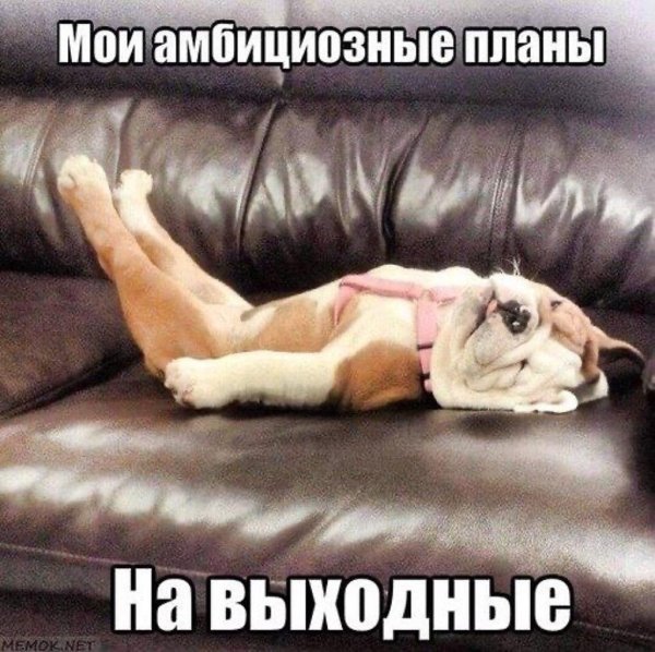 английский бульдог приколы