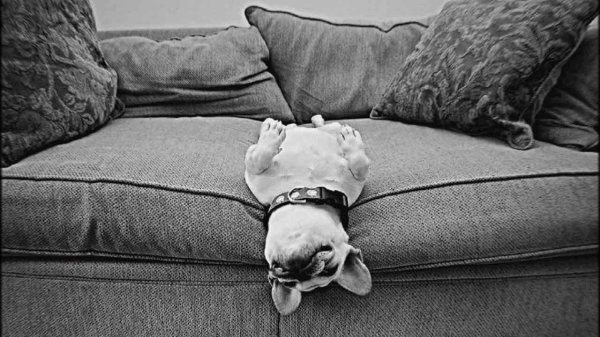 щенки французский бульдог