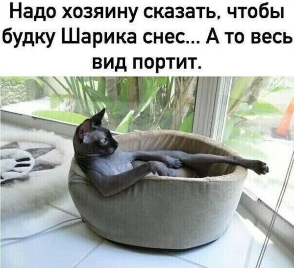 юмор про кошек