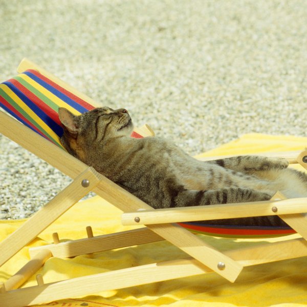 лежак для кота