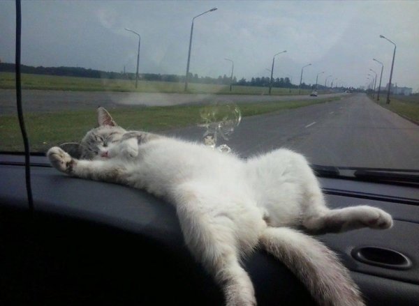 котик в машине