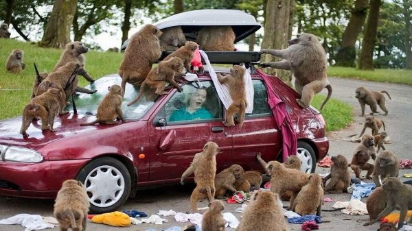 бабуины атакуют