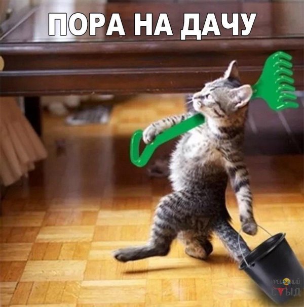смешной котенок