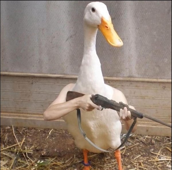Гусь нарисованные