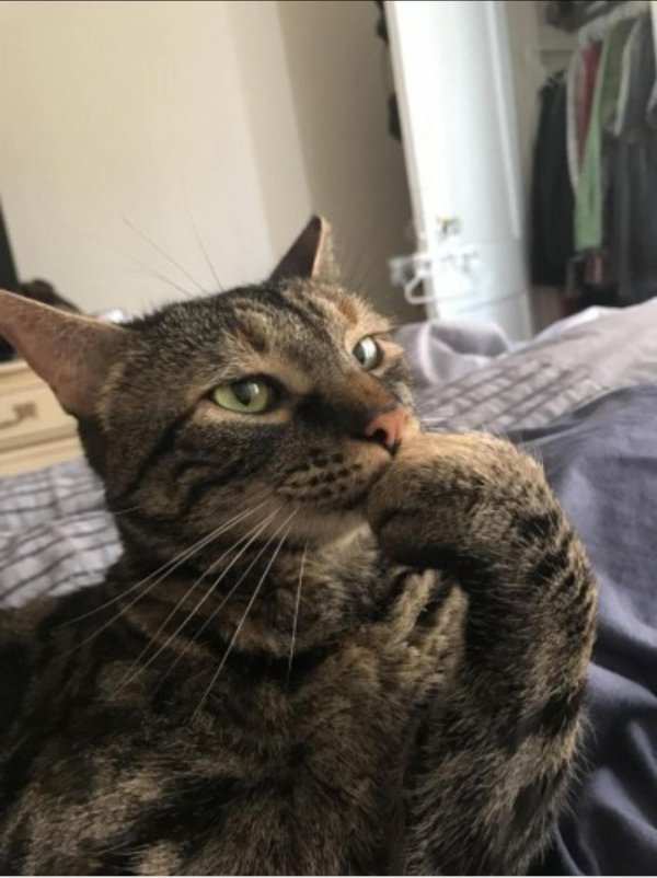 думающий кот