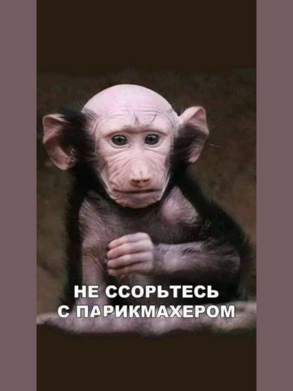 лысая обезьянка