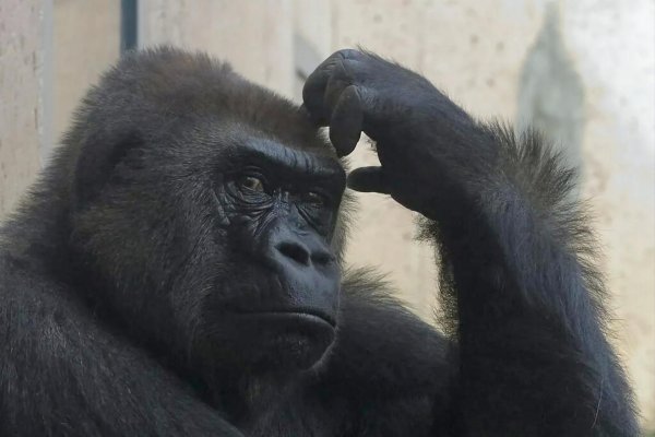 задумчивая горилла