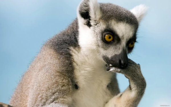 лемур узбагойся