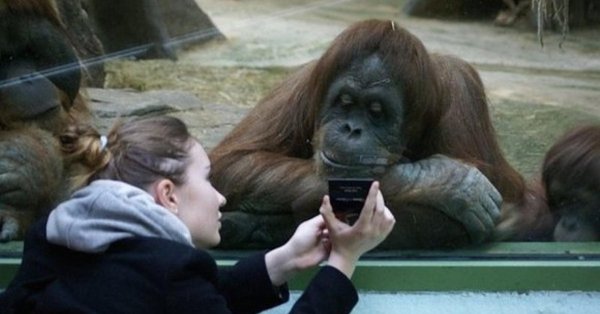 обезьянки демотиваторы