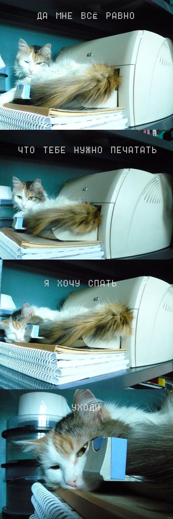 кот секретарь